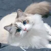 ykitty.rawr.meow