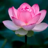 nguyn.tr.thanh.th