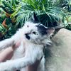 liona_344
