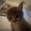 bbihann_213