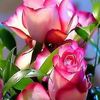 bedriye.elik84
