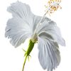sumon.khan5375