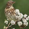 Leader Sounds bird