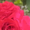 user7368818230126