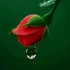 om.mahmud837