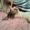 lole_285129
