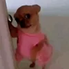 ecrioyssz