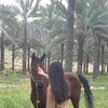 hanieh9478