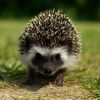 miso.the.hedgehog