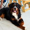 blissful.berners