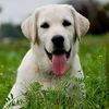 Funny dogs6688