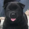 hi.ham.chi1