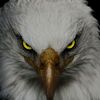 Eaglelife
