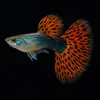 CÁ CHƠI CƯỜNG 🐠