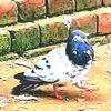 gujjar.da.shock