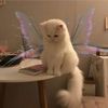 secret.fairy.acc5