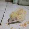 hedgehog5978