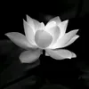 mt990649