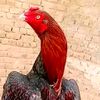 rehaen.khan1234567789