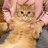 roni_my_tiger