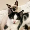 ilovecatssm412