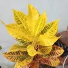 eugenia.pamor