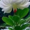 harichan.maurya