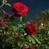 m.ohammed091
