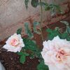 abu.malik029