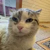 dj.pidoor