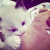 mandaaimut_