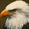 eaglelive