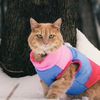 willow.theorangekitty
