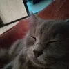 arinyyxx_gk