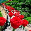 imran.rajput4706