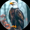 ravairhasan34