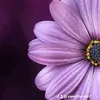 gerania505