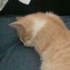 garfield.the.ginger.cat