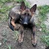 gsd.donnie