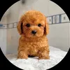 chanhchanh8973