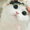 Cut_pets