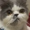 meowgu0
