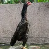 tusik_bakol