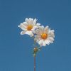 blue_moon268