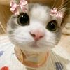cintaniaxjoo5