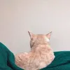phoebethecattt_