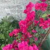 ssllssa33