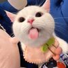 CattitudeDaily