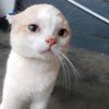 ica.imut453