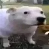 thevietpaine